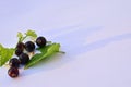 Black currant berries with leaves on white. Royalty Free Stock Photo