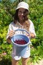 Black currant berries on plant bush shrub in Russia or Ukraine garden dacha farm with woman hand picking holding fruit Royalty Free Stock Photo