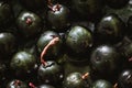 Black currant texture Royalty Free Stock Photo