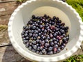 Black currant berries are in a white bowl, summer