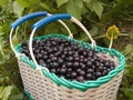 Black currant berry Royalty Free Stock Photo