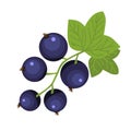 Black currant berry brunch hand drawn icon green leaves dark blue berries vector of rich vitamin food Royalty Free Stock Photo