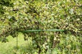 Black currant berry bush with shrub support tool cage outdoors in summer.