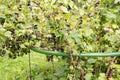 Black currant berry bush with shrub support tool cage outdoors in summer.