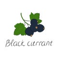 Black currant berry flat icon with inscription colorful vector illustration of eco food isolated on white. blackberry Royalty Free Stock Photo