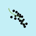 Black currant berry icon