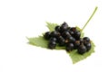 Black currant berry on leaf Royalty Free Stock Photo