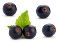 Black currant berry set Royalty Free Stock Photo