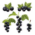 black currant berry set cartoon vector illustration