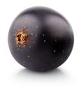 Black currant berry on white Royalty Free Stock Photo