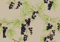 Black currant black. ripe berries. Seamless pattern, background.