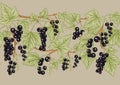 Black currant black. ripe berries. Seamless pattern, background.