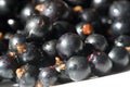 Black currant, blackcurrant, blackberry. vitamin C and polyphenol phytochemicals. They are used to make jams, jellies and syrups