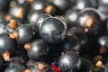 Black currant, blackcurrant, blackberry. vitamin C and polyphenol phytochemicals. They are used to make jams, jellies and syrups