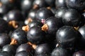 Black currant, blackcurrant, blackberry. vitamin C and polyphenol phytochemicals. They are used to make jams, jellies and syrups