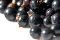 Black currant, blackcurrant, blackberry. vitamin C and polyphenol phytochemicals. They are used to make jams, jellies and syrups