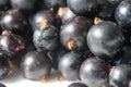 Black currant, blackcurrant, blackberry. vitamin C and polyphenol phytochemicals. They are used to make jams, jellies and syrups