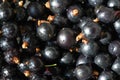 Black currant, blackcurrant, blackberry. vitamin C and polyphenol phytochemicals. They are used to make jams, jellies and syrups