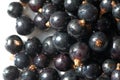 Black currant, blackcurrant, blackberry. vitamin C and polyphenol phytochemicals. They are used to make jams, jellies and syrups