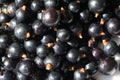 Black currant, blackcurrant, blackberry. vitamin C and polyphenol phytochemicals. They are used to make jams, jellies and syrups