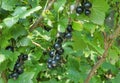 Black currant in blurred green leaves