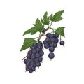 Black currant branch with berries cluster and leaf. Blackcurrant fruits growing on garden plant. Vintage botanical
