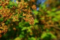 Black currant branch with blooming flowers Royalty Free Stock Photo