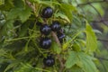 black currant branch Royalty Free Stock Photo