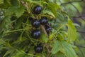 black currant branch