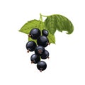 black currant branch cartoon vector illustration Royalty Free Stock Photo