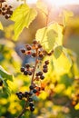 Black Currant Branch. Growing Organic Berries Royalty Free Stock Photo