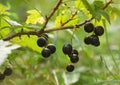 Black currant on a branch, horizontally