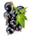 Black currant branch Royalty Free Stock Photo