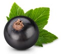 Black currant branch Royalty Free Stock Photo