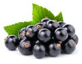 Black currant branch Royalty Free Stock Photo