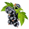 Black currant branch Royalty Free Stock Photo