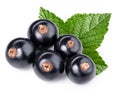 Black currant branch Royalty Free Stock Photo