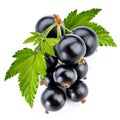 Black currant branch Royalty Free Stock Photo