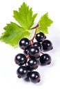 Black currant branch isolated on white background Royalty Free Stock Photo