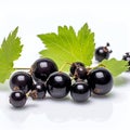 Black currant branch isolated on white background Royalty Free Stock Photo