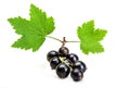 Black currant branch isolated on white. Fresh black currant berries isolated on white background Royalty Free Stock Photo