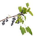 Black currant branch isolated on white