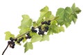 Black currant branch with lush green leaves