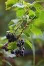 black currant on a branch