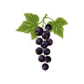 Black currant. A branch with ripe black currant and green leaves. A twig with ripe currant berries. Vector illustration Royalty Free Stock Photo