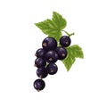 Black currant. A branch with ripe black currant and green leaves. A twig with ripe currant berries. Vector illustration Royalty Free Stock Photo