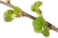 Black currant branch in spring isolated on white background. Young branch of a currant bush with green leaves. Branch of Royalty Free Stock Photo