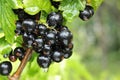 black currant branch Royalty Free Stock Photo