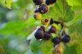 black currant branch with water drops after rain