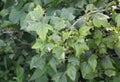 Black currant bush with downy mildew, powdery mildew disease on the leaves in a wet season